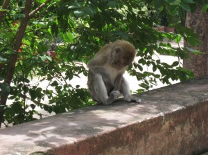 Some light relief: a monkey scratches himself inappropriately.